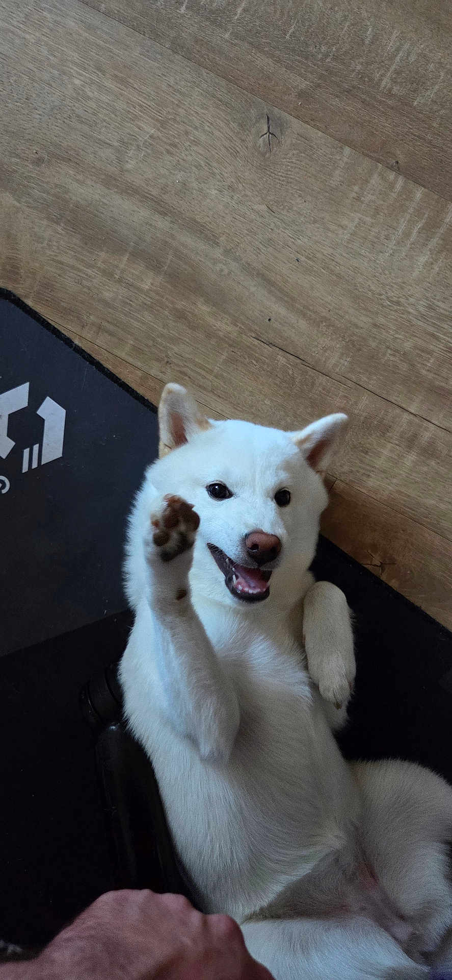 Aquali a rejoint le concours — aidez-le/la à gagner de superbes lots ! animal, black_mat, canine, companion, cute, dog, floor, friendly, fur, happy, human_hand, indoor, lying_down, paw, pet, playful, raising_paw, smiling, white_dog, wooden_floor