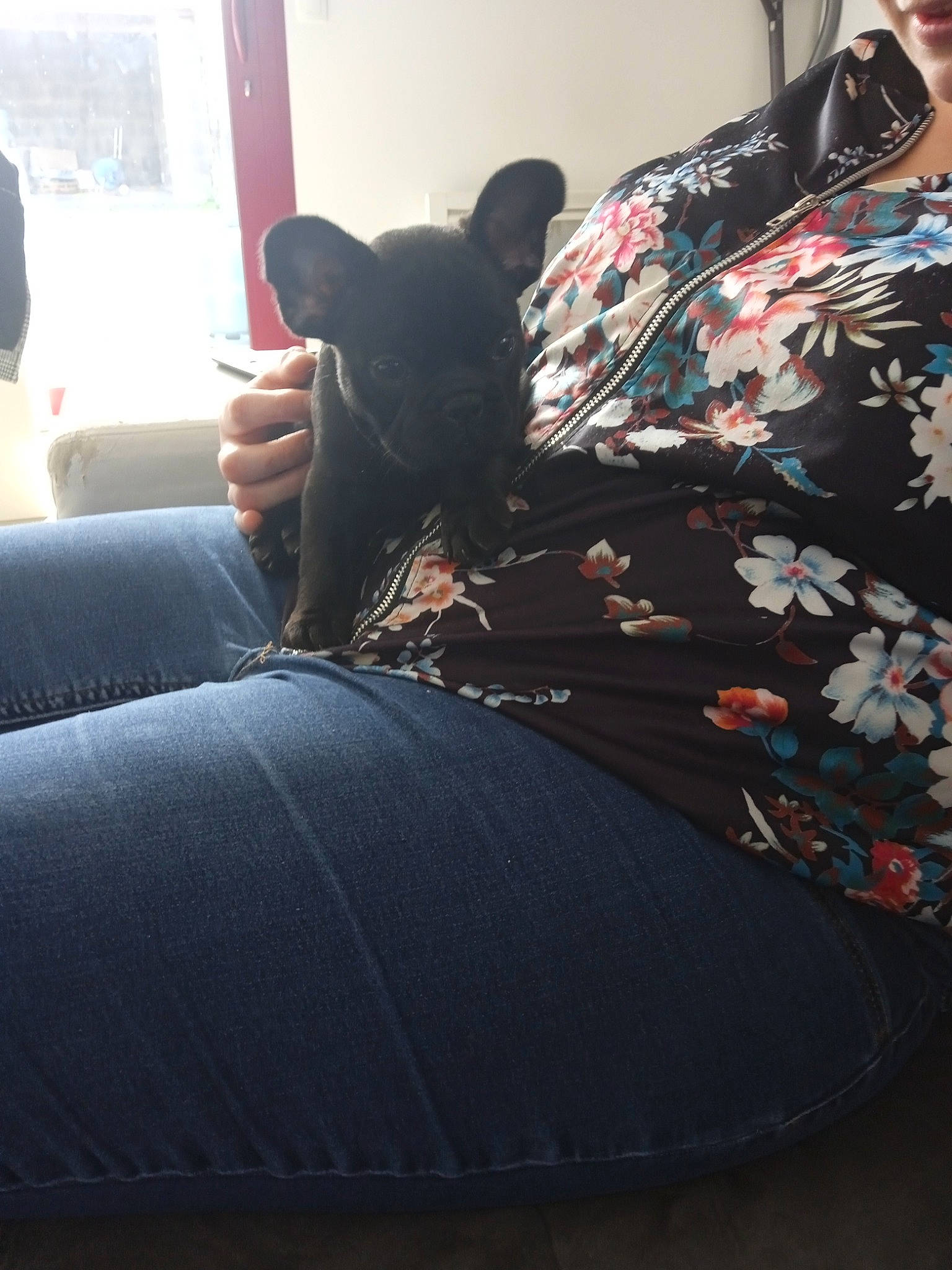 Tara participe au concours pour gagner de l'argent avec cette photo : bedding, canidae, carnivore, comfort, companion_dog, couch, dog, dog_breed, fawn, felidae, fur, human_leg, linens, magenta, pattern, room, sitting, sporting_group, tints_and_shades, window