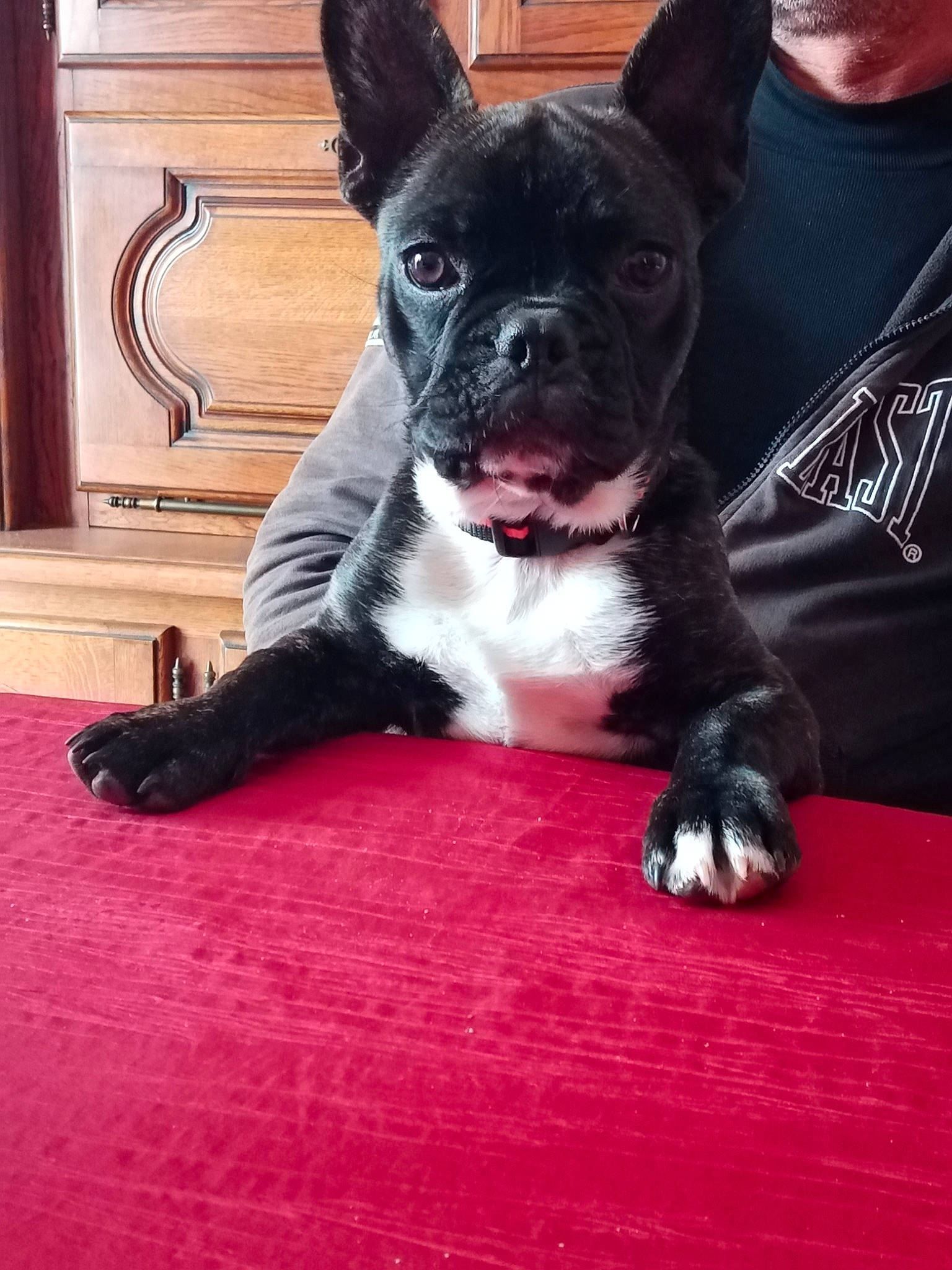 Rapido a rejoint le concours — aidez-le/la à gagner de superbes lots ! boston_terrier, cabinetry, canidae, carmine, carnivore, comfort, companion_dog, couch, dog, dog_breed, ear, fawn, flooring, fur, paw, sitting, sporting_group, toy_dog, whiskers, working_animal