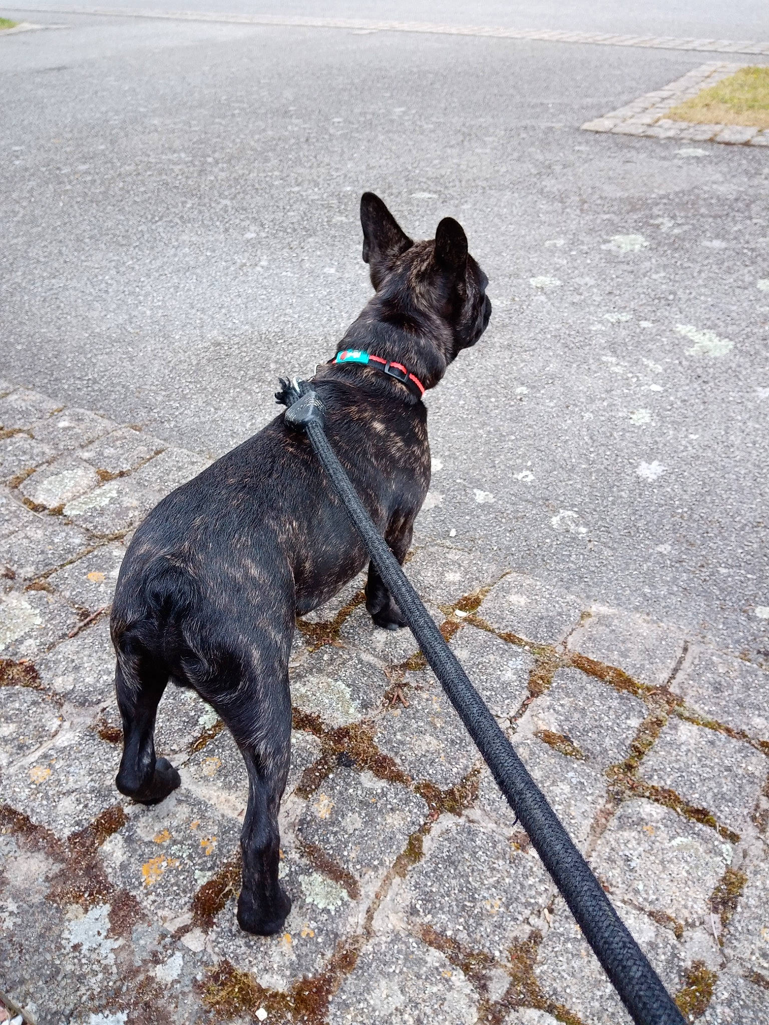 Rapido participe au concours pour gagner de l'argent avec cette photo : asphalt, carnivore, collar, companion_dog, dog, dog_breed, dog_collar, dog_supply, fashion_accessory, fawn, leash, mammal, pet_supply, road_surface, sidewalk, snout, tail, vertebrate, water, working_animal