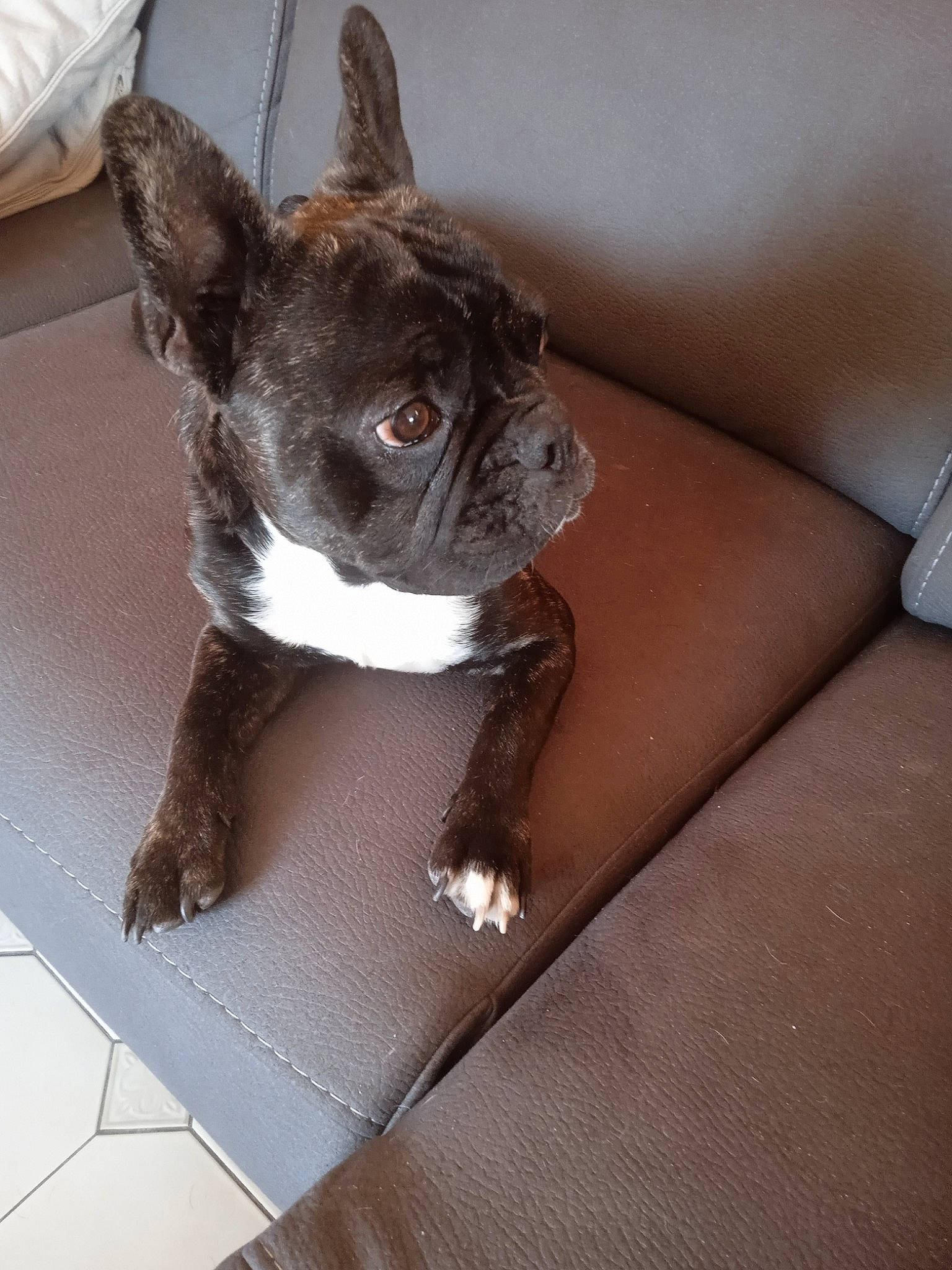 Rapido participe au concours pour gagner de l'argent avec cette photo : boston_terrier, bulldog, canidae, carnivore, comfort, companion_dog, dog, dog_breed, ear, fawn, flooring, french_bulldog, snout, sporting_group, tail, toy_dog, whiskers, wood, working_animal, wrinkle