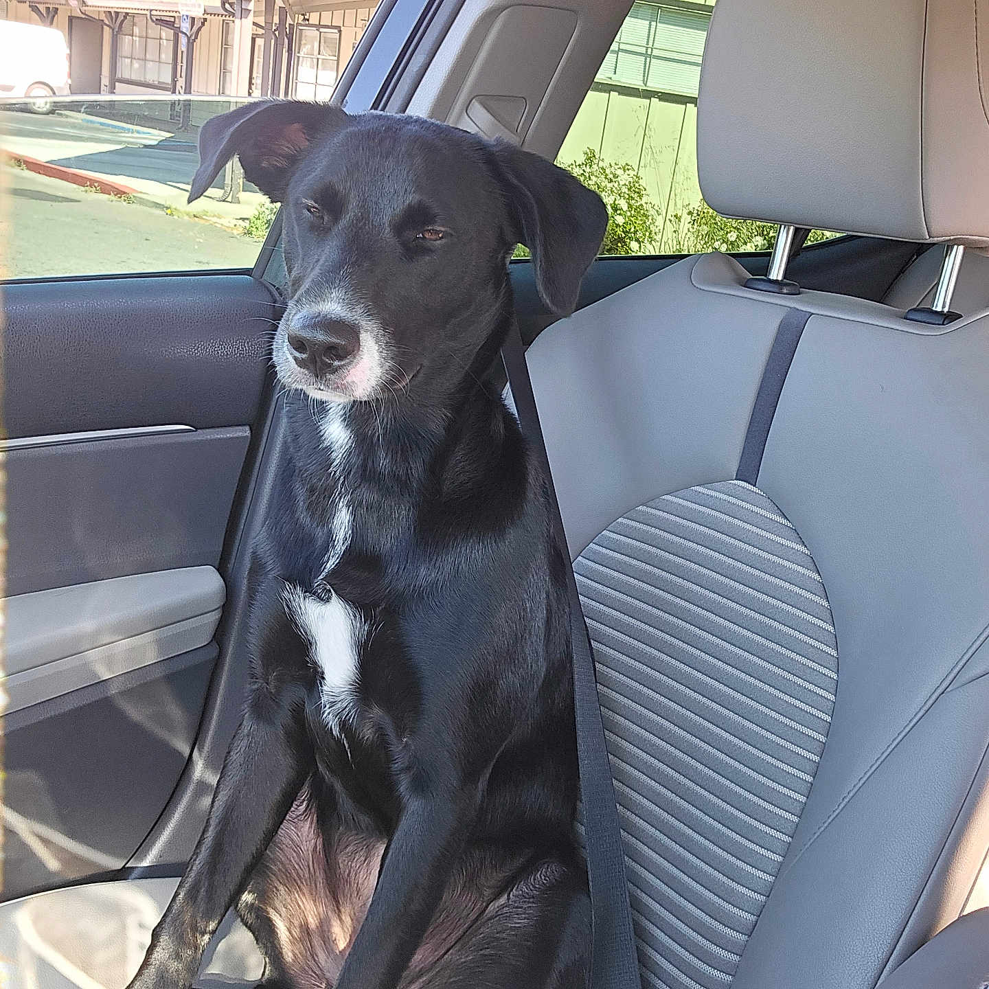 Mylie is registered to the contest to win money with this photo: animal, black_dog, canine, car_interior, daylight, dog, domestic_animal, leather_seat, outdoor_view, passenger_seat, pet, relaxed, roadside, seat_headrest, seatbelt, sitting, sunlight, vehicle, white_patch, window