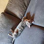 Hayko participe au concours pour gagner de l'argent avec cette photo : cat, tabby, couch, gray, pet, indoor, relaxed, feline, fur, whiskers, eyes, shadow, texture, comfort, home, resting, animal, cute, looking, laying