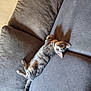 animal, cat, comfort, couch, cute, eyes, feline, fur, gray, home, indoor, laying, looking, pet, relaxed, resting, shadow, tabby, texture, whiskers