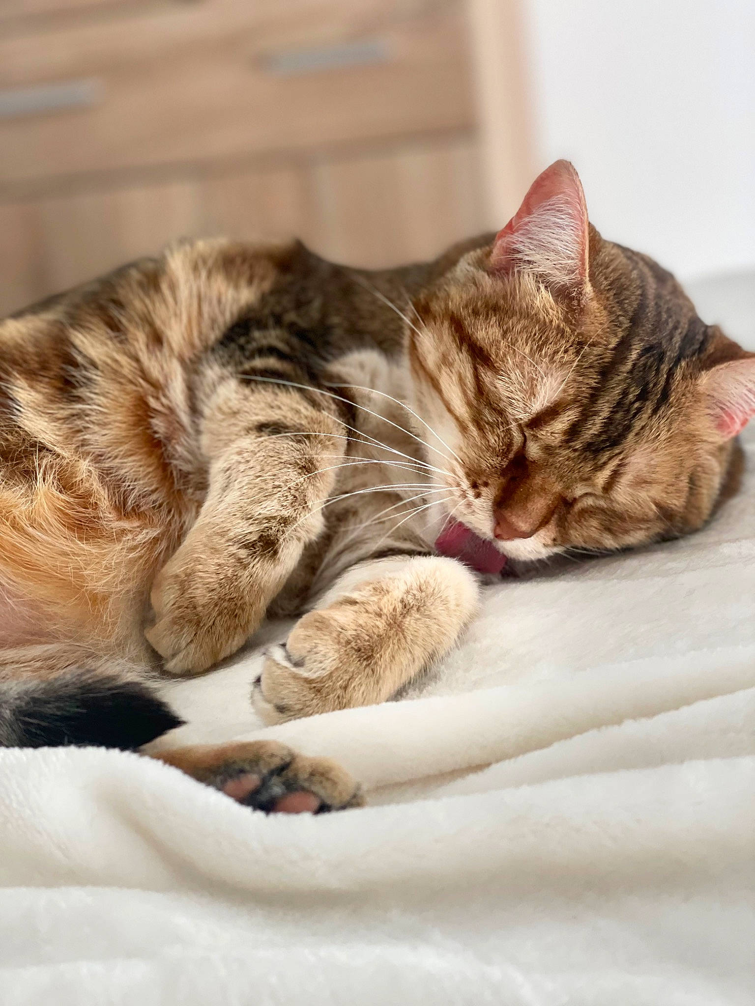 Chachou a rejoint le concours — aidez-le/la à gagner de superbes lots ! carnivore, cat, cat_supply, claw, close_up, comfort, domestic_short_haired_cat, ear, felidae, fur, linens, nap, paw, sleep, small_to_medium_sized_cats, snout, tail, terrestrial_animal, textile, whiskers