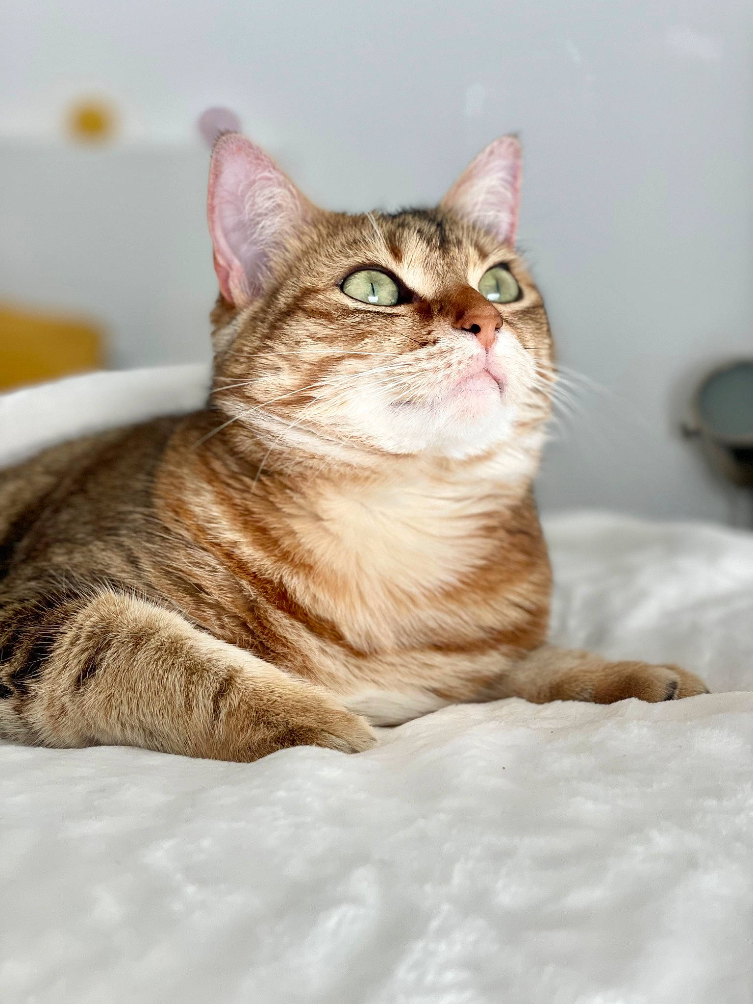 Chachou participe au concours pour gagner de l'argent avec cette photo : carnivore, cat, claw, comfort, domestic_short_haired_cat, fawn, felidae, fur, paw, sitting, small_to_medium_sized_cats, snout, snow, tail, terrestrial_animal, whiskers, wildlife, window, winter, wood