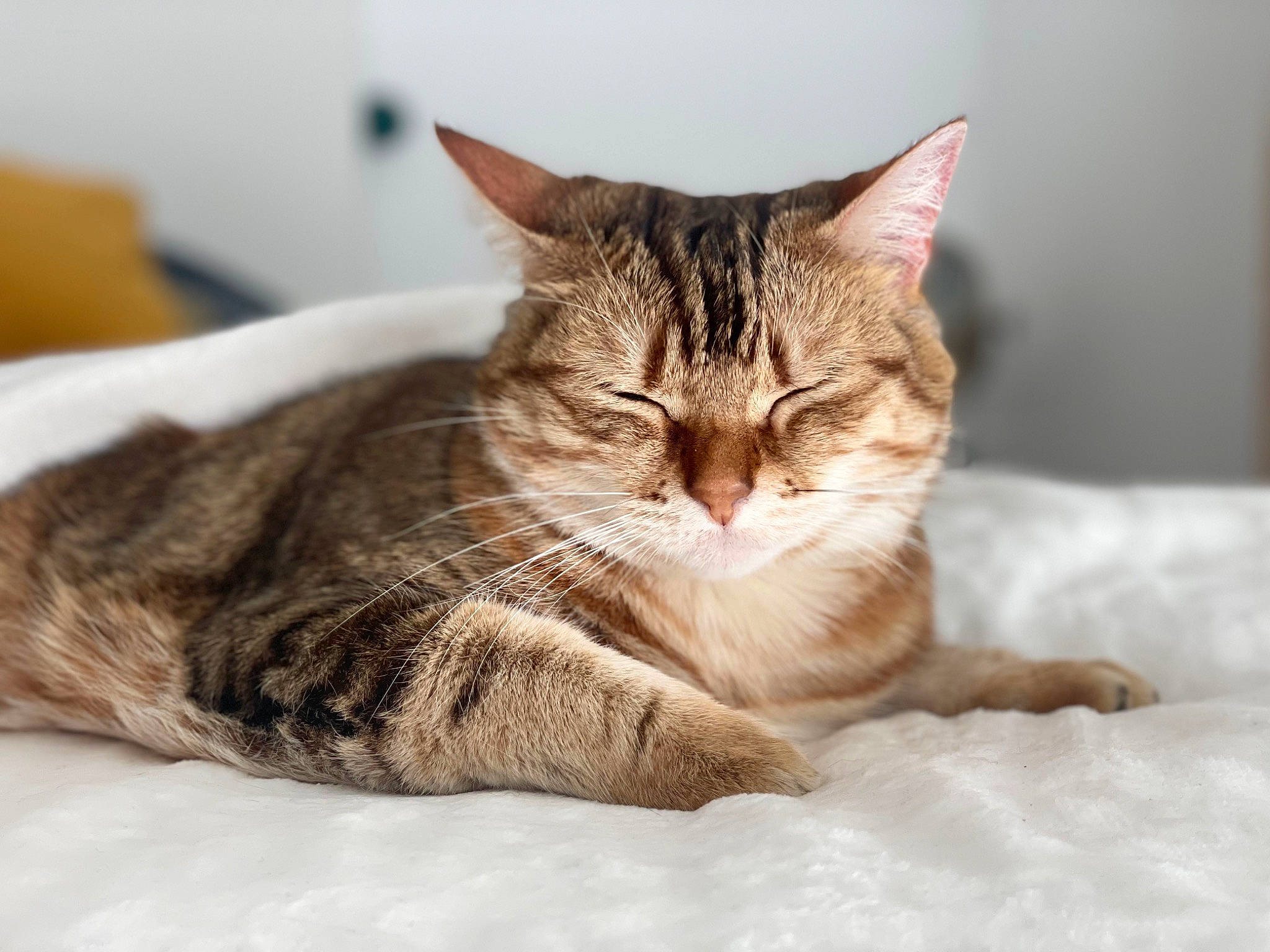 Chachou participe au concours pour gagner de l'argent avec cette photo : carnivore, cat, cat_supply, claw, comfort, domestic_short_haired_cat, eye, fawn, felidae, fur, nap, paw, sleep, small_to_medium_sized_cats, tail, terrestrial_animal, tree, whiskers, wildlife, yawn