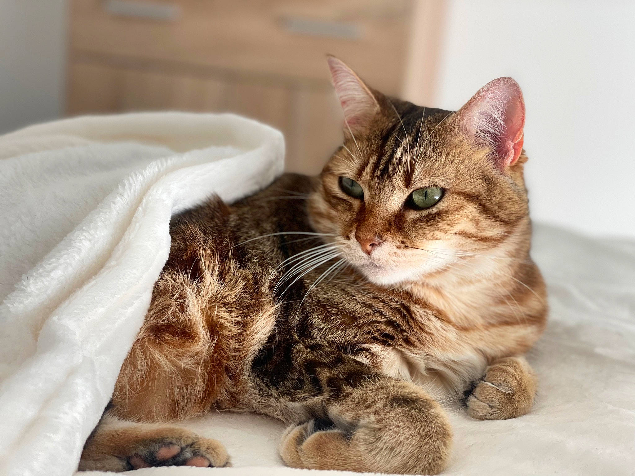 Chachou participe au concours pour gagner de l'argent avec cette photo : carnivore, cat, claw, comfort, domestic_short_haired_cat, felidae, fur, paw, sitting, small_to_medium_sized_cats, snout, tail, terrestrial_animal, whiskers