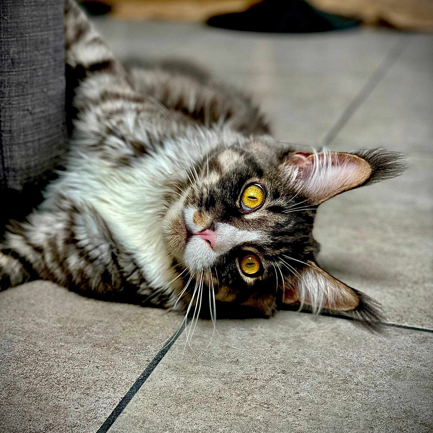Doobs participe au concours pour gagner de l'argent avec cette photo : abyssinian, angora, animal, architecture, armchair, building, cat, chair, couch, furniture, hardwood, indoors, kitten, livingroom, manx, person, pet, room, siamese, wood
