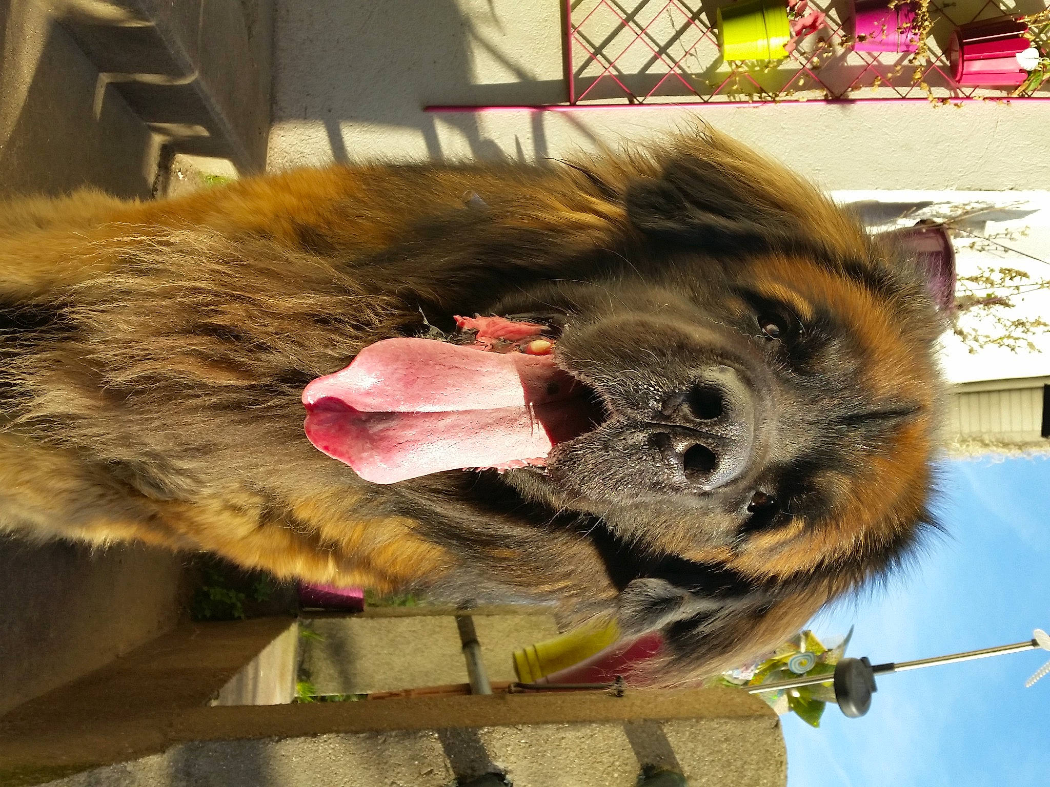 Indiana participe au concours pour gagner de l'argent avec cette photo : arthropod, cat_toy, claw, fawn, felidae, foot, fur, insect, membrane_winged_insect, natural_material, paw, pest, pollinator, snout, tail, terrestrial_animal, whiskers, wildlife, wing