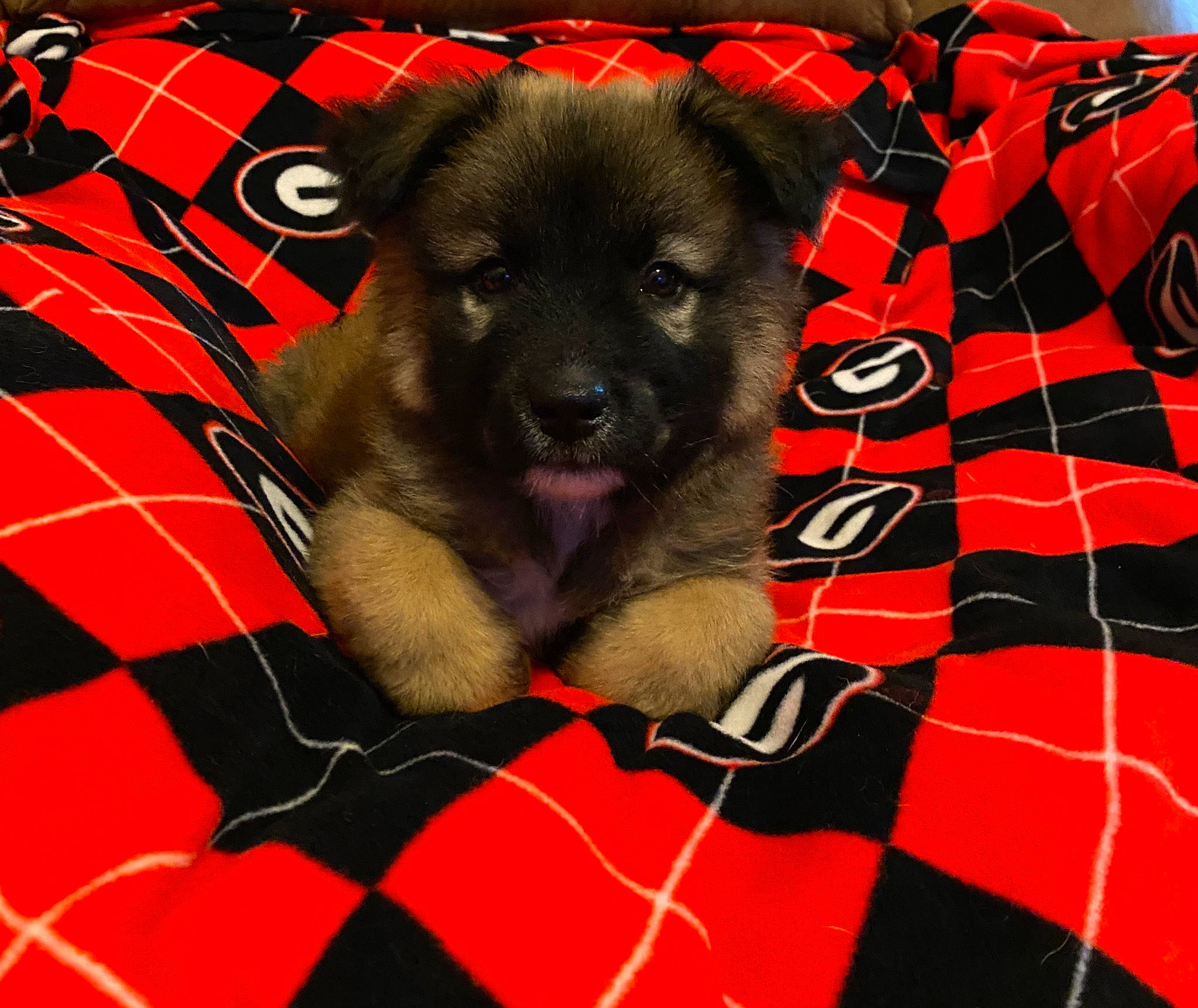 Bear joined the competition — help win amazing prizes! canidae, carnivore, comfort, companion_dog, couch, dog, dog_breed, dog_supply, fawn, fur, linens, pattern, paw, pet_supply, plaid, sleeve, sporting_group, tartan, whiskers, working_animal