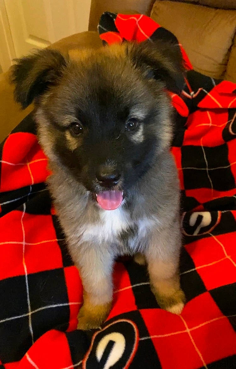 Bear joined the competition — help win amazing prizes! carnivore, collar, companion_dog, dog, dog_breed, dog_supply, flooring, fur, non_sporting_group, pattern, pet_supply, plaid, snout, sporting_group, tartan, toy_dog, whiskers, working_animal