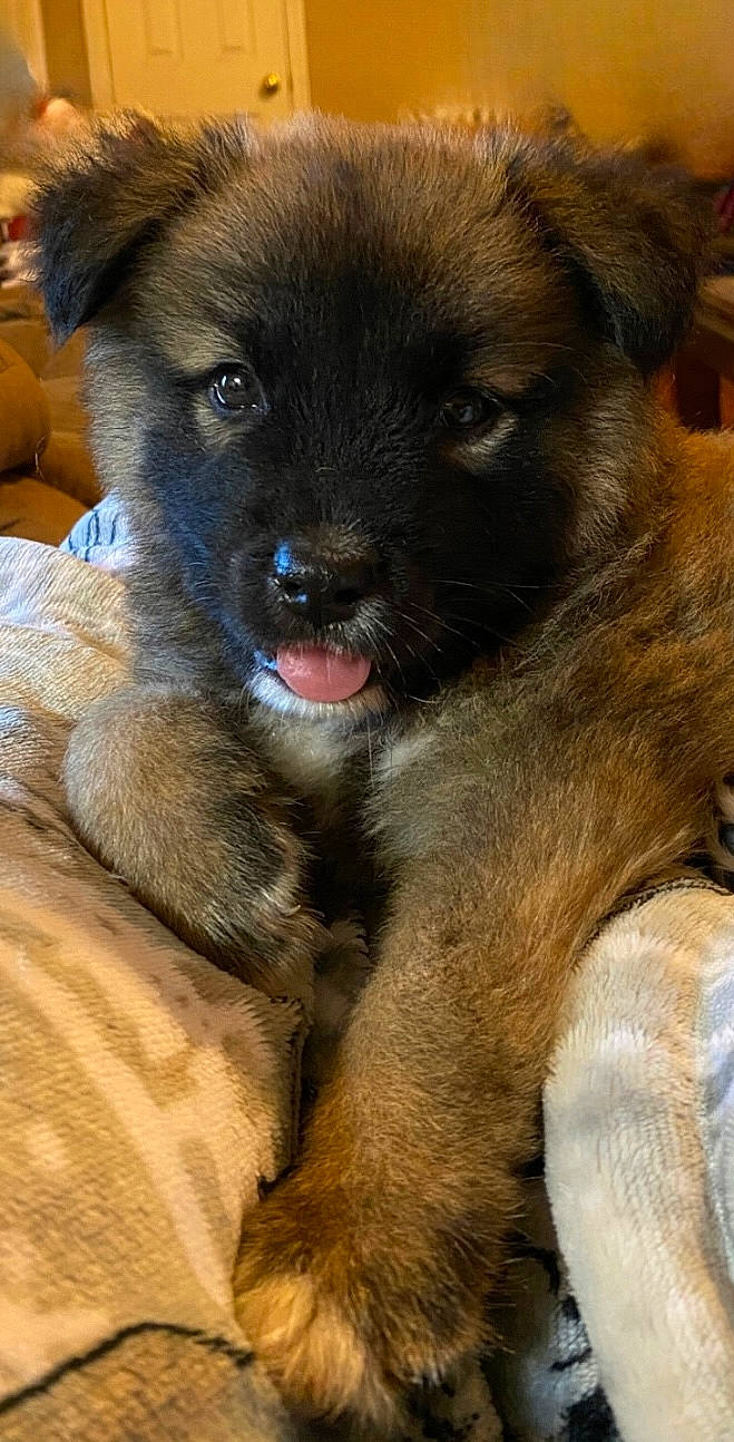 Bear is registered to the contest to win money with this photo: canidae, carnivore, close_up, companion_dog, dog, dog_breed, fawn, fur, guard_dog, liver, snout, sporting_group, terrestrial_animal, toy_dog, whiskers, working_animal, working_dog