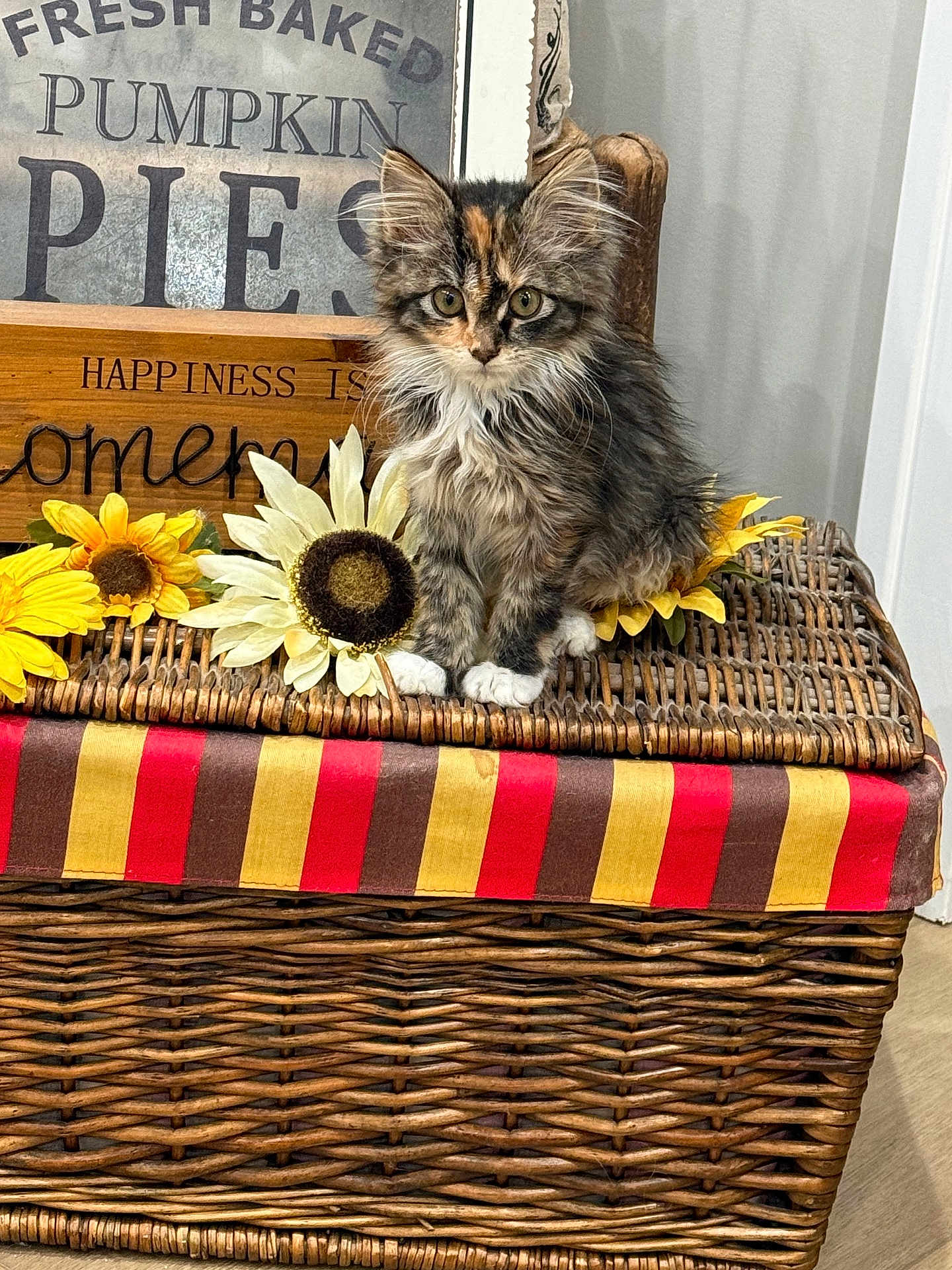 Rosie joined the competition — help win amazing prizes! cat, kitten, kitten_face, sunflower, flowers, wicker_basket, striped_fabric, fall_decor, pumpkin_sign, pumpkin_pies, wooden_box, home_decor, fur, paws, sitting, indoor, portrait, cute, chair_back, green_eyes