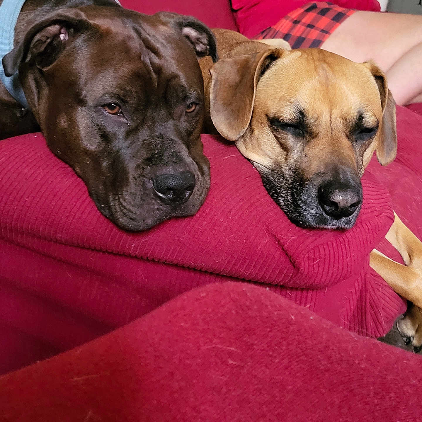 Zena And Odie joined the competition — help win amazing prizes! animal, brown_dog, canine, companion, couch, cozy, dog, domestic_animal, furry, harness, home, indoor, person, pet, plaid_skirt, red_couch, relaxation, resting, sleeping, tan_dog