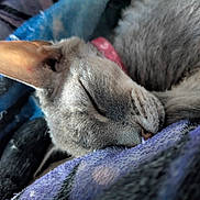 Hazel is registered to the contest to win money with this photo: animal, blanket, cat, close_up, comfort, cozy, cute, ear, face, feline, fur, indoor, nap, pet, relaxation, resting, sleeping, soft, texture, whiskers
