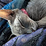 cat, sleeping, close_up, fur, blanket, cozy, resting, indoor, pet, animal, soft, texture, relaxation, cute, whiskers, ear, face, nap, comfort, feline