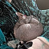 Hazel is registered to the contest to win money with this photo: animal, blanket, cat, comfort, cozy, curled_up, cute, feline, fur, gray_cat, home, indoor, nap, patterned_blanket, peaceful, pet, relaxed, resting, sleeping, soft_texture