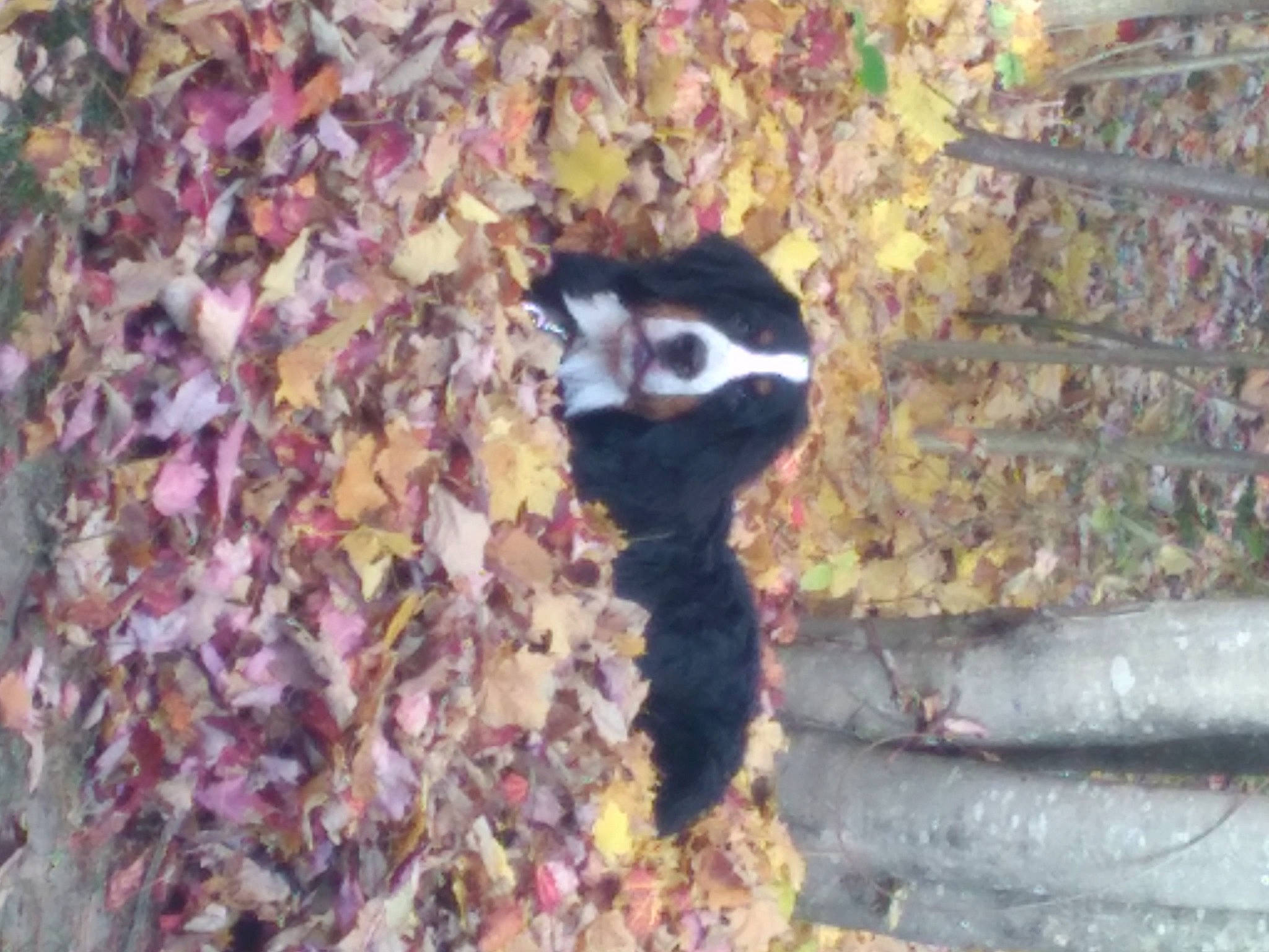 Molly is registered to the contest to win money with this photo: beak, brick, carnivore, downy_woodpecker, eye, felidae, fur, grass, plant, small_to_medium_sized_cats, soil, tail, terrestrial_animal, tree, trunk, twig, whiskers, wildlife, wood, woody_plant