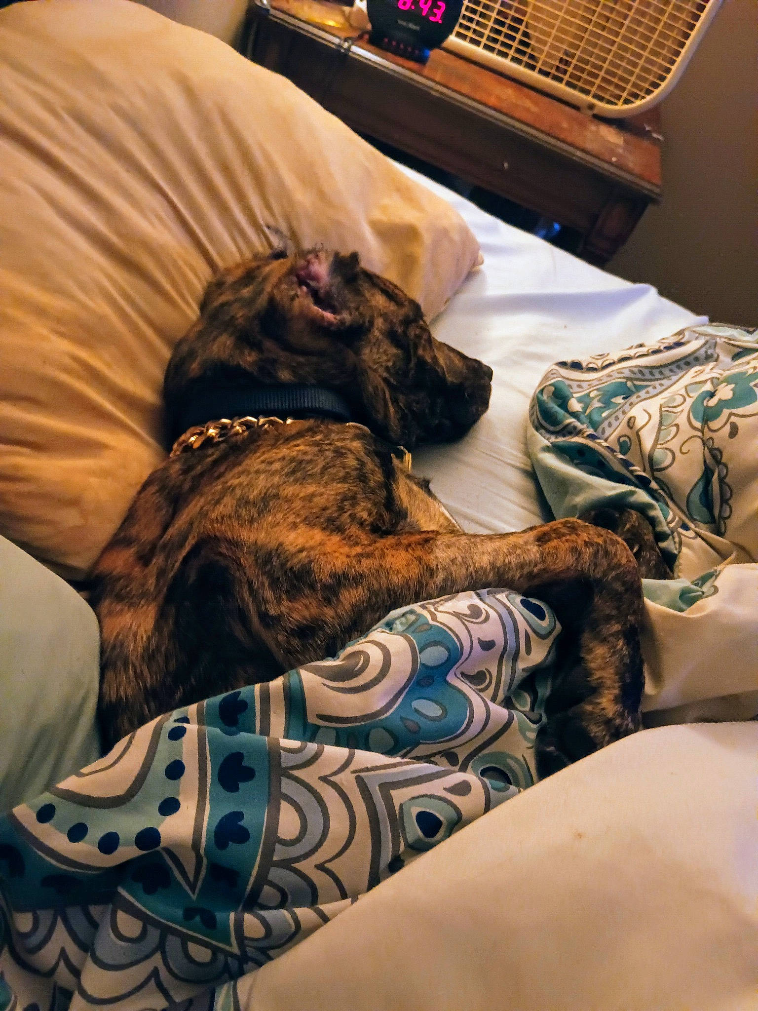 Axle is registered to the contest to win money with this photo: bed, bedding, bedroom, brown, carnivore, comfort, companion_dog, couch, dog, dog_breed, fawn, felidae, fur, human_leg, linens, room, small_to_medium_sized_cats, sporting_group, textile, working_animal