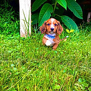 Sarge joined the competition — help win amazing prizes! animal, beagle, canine, cockerspaniel, dog, field, goldenretriever, grass, grassland, green, herbal, hound, lawn, leaf, nature, outdoors, pet, plant, puppy, vegetation