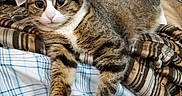 Tiger is registered to the contest to win money with this photo: cat, tabby, bed, blanket, striped_blanket, plaid_blanket, feline, pet, relaxed, indoor, fur, whiskers, paws, curious, resting, household, cozy, brown, white, comfortable
