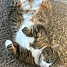 Tiger is registered to the contest to win money with this photo: cat, tabby_cat, pet, feline, animal, fur, whiskers, relaxed, sleepy, carpet, indoor, paw, belly, striped, cute, domestic_animal, mammal, resting, fluffy, laying_down