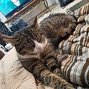 Tiger joined the competition — help win amazing prizes! cat, tabby_cat, sleeping, blanket, striped_blanket, indoor, television, tv_screen, blurred_background, furniture, relaxing, pet, animal, resting, cozy, home, living_room, fur, whiskers, paws