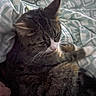 Tiger is registered to the contest to win money with this photo: cat, tabby, pet, animal, feline, whiskers, ears, blanket, pattern, cozy, sleepy, indoor, fur, resting, cute, domestic, comfort, soft, closeup, relaxing