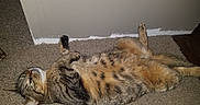 Twin is registered to the contest to win money with this photo: cat, tabby, carpet, indoor, lying_down, relaxed, pet, feline, fur, striped, animal, domestic, whiskers, paws, ears, floor, wall, paint, resting, cute
