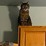 Twin is registered to the contest to win money with this photo: cat, tabby, feline, pet, indoor, wooden_cabinet, shadow, wall, curious, perched, domestic, animal, household, kitchen, clutter, box, plastic_bag, quiet, still_life, domestic_life
