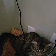 Twin is registered to the contest to win money with this photo: cat, tabby, feline, indoor, corner, wood, cable, power_outlet, curious, pet, floor, wall, animal, domestic, fur, whiskers, ears, claw, household, exploring