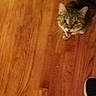 Twin joined the competition — help win amazing prizes! cat, tabby_cat, wooden_floor, pet, animal, meowing, indoor, flooring, tabby, feline, looking_up, mouth_open, shoe, footwear, brown, orange, blur, grainy, domestic_cat, companion_animal