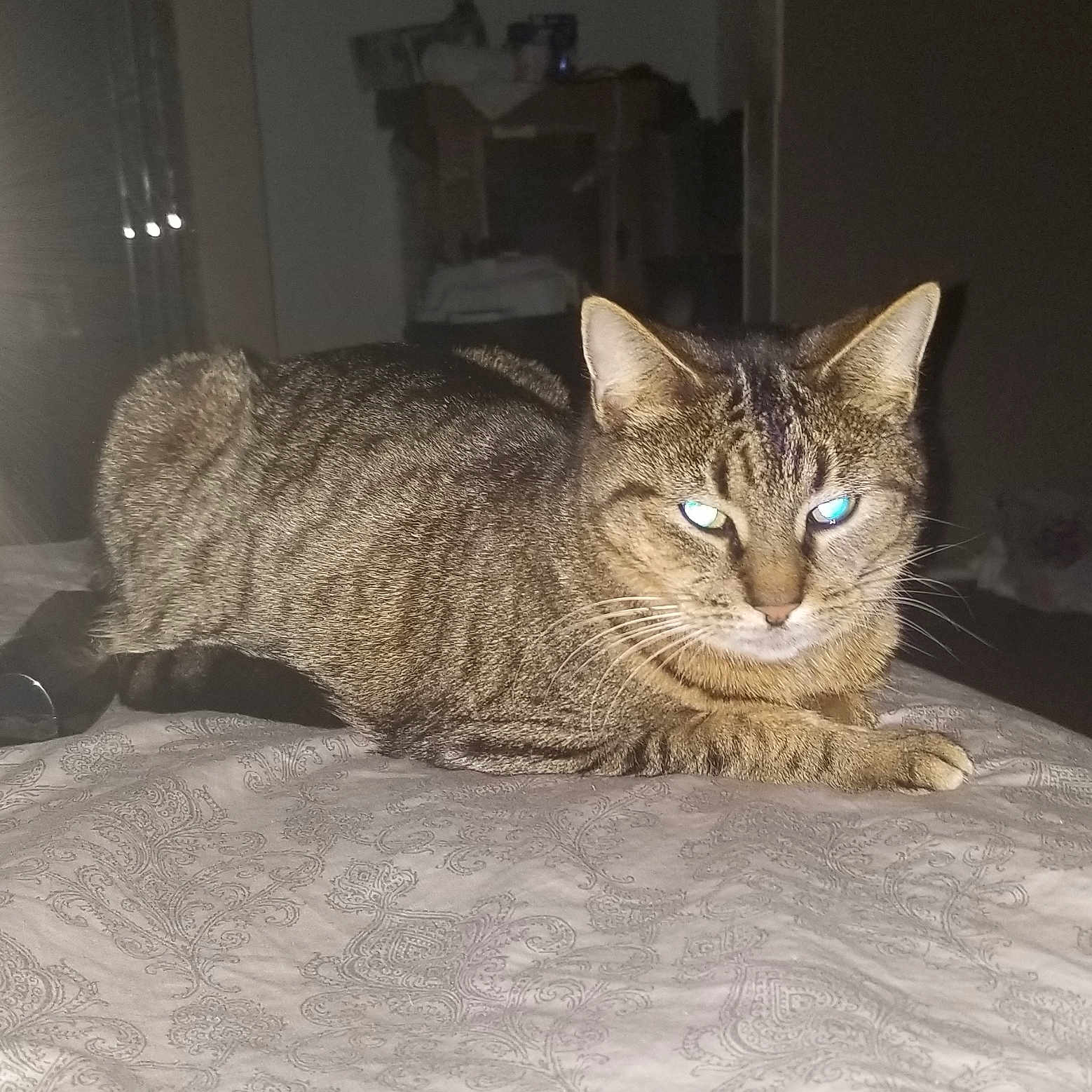 Twin joined the competition — help win amazing prizes! cat, tabby_cat, bedspread, indoor, animal, pet, feline, striped, lying_down, eyes_reflecting, flash, dim_light, bed, domestic_animal, whiskers, ears, paws, resting, furniture, shadow
