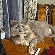 Fluffy is registered to the contest to win money with this photo: cat, fluffy, gray_cat, indoor, table, wooden_table, curtains, patterned_curtains, chair, wooden_chair, pet, relaxed, feline, animal, domestic_cat, looking, eyes, fur, laying, cozy