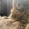 cat, fluffy, fur, indoor, light, morning, portrait, animal, pet, closeup, whiskers, ears, feline, relaxed, home, window, soft_light, screen, technology, phone_interface