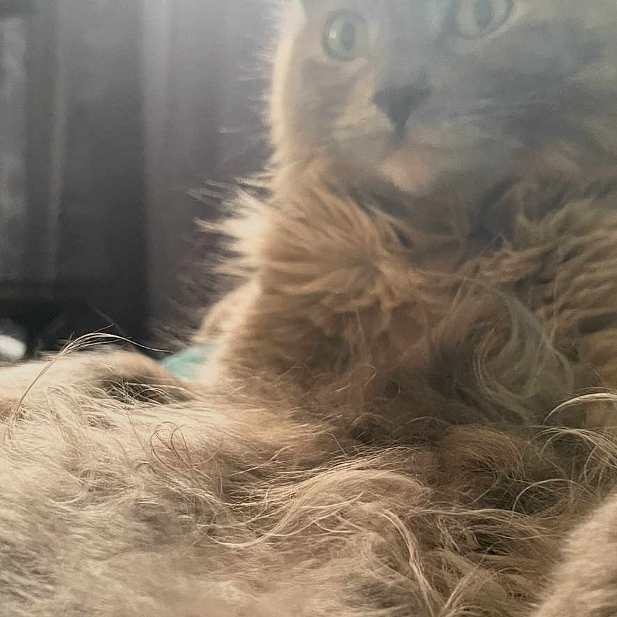 Fluffy