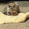 cat, fluffy, gray, carpet, blanket, indoor, pet, animal, feline, fur, resting, calm, looking, mammal, whiskers, ears, soft, cozy, home, quiet
