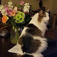 Tailer joined the competition — help win amazing prizes! bouquet, brown, cat, cozy, decor, domestic, flower, fluffy, furniture, green, indoor, lamp, orange, paper, pet, pink, relaxed, table, vase, white