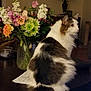 bouquet, brown, cat, cozy, decor, domestic, flower, fluffy, furniture, green, indoor, lamp, orange, paper, pet, pink, relaxed, table, vase, white
