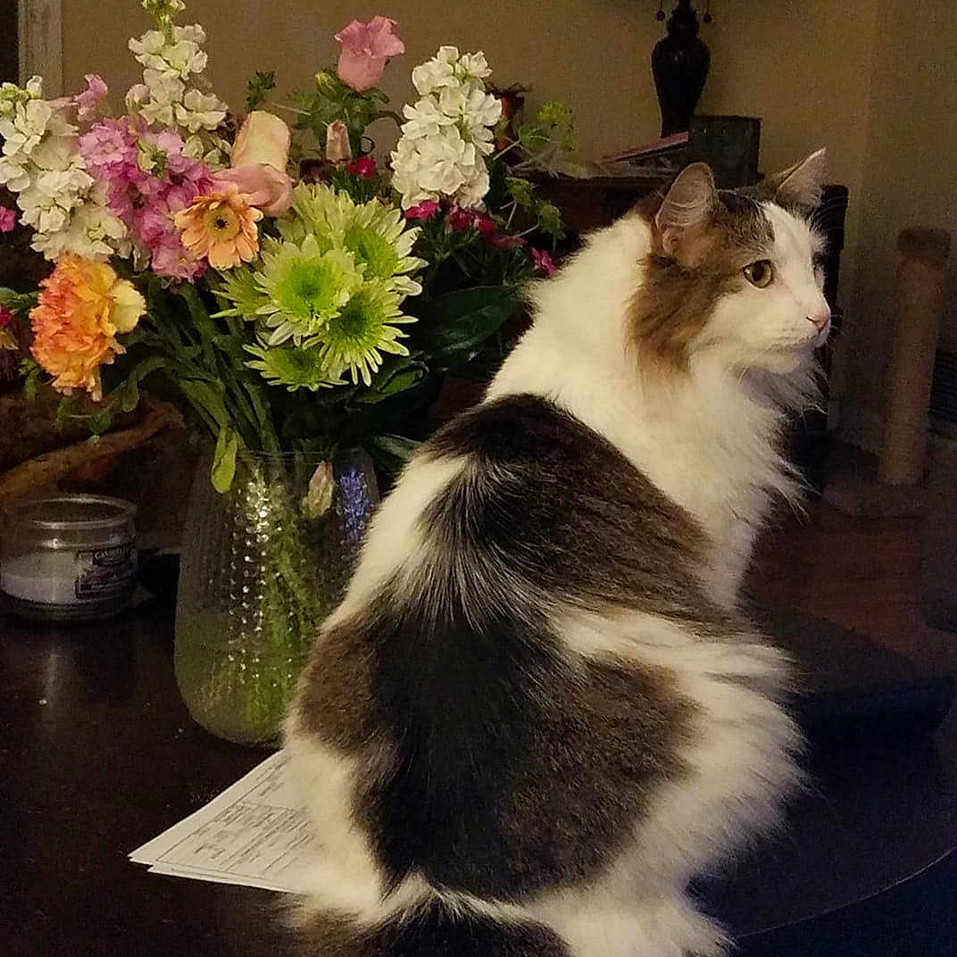 Tailer joined the competition — help win amazing prizes! bouquet, brown, cat, cozy, decor, domestic, flower, fluffy, furniture, green, indoor, lamp, orange, paper, pet, pink, relaxed, table, vase, white