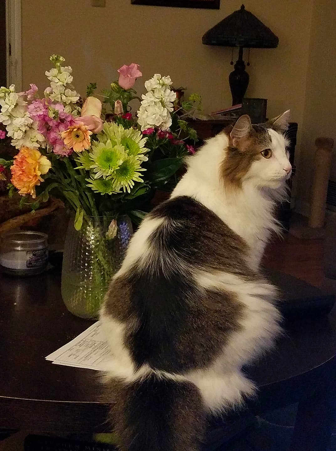 Tailer joined the competition — help win amazing prizes! bouquet, brown, cat, cozy, decor, domestic, flower, fluffy, furniture, green, indoor, lamp, orange, paper, pet, pink, relaxed, table, vase, white