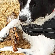 Roxy a rejoint le concours — aidez-le/la à gagner de superbes lots ! dog, black_and_white, puppy, sand, outdoor, stick, pet, canine, fur, resting, harness, animal, closeup, paw, nature, young_dog, portrait, cute, laying_down, relaxed