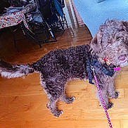 Peaches joined the competition — help win amazing prizes! animal, brown_fur, chair, collar, curious, curly_fur, dog, domestic_animal, floor, fur, home, indoor, leash, looking, mammal, pet, pet_accessory, standing, table, wooden_floor