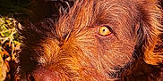 Peaches is registered to the contest to win money with this photo: amber_eyes, animal, autumn_leaves, brown_fur, canine, close_up, dog, friendly, fur_texture, grass, happy, nature, nose, outdoor, pet, playful, portrait, smiling, sunlight, teeth