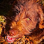 amber_eyes, animal, autumn_leaves, brown_fur, canine, close_up, dog, friendly, fur_texture, grass, happy, nature, nose, outdoor, pet, playful, portrait, smiling, sunlight, teeth