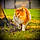 Sir Pounce