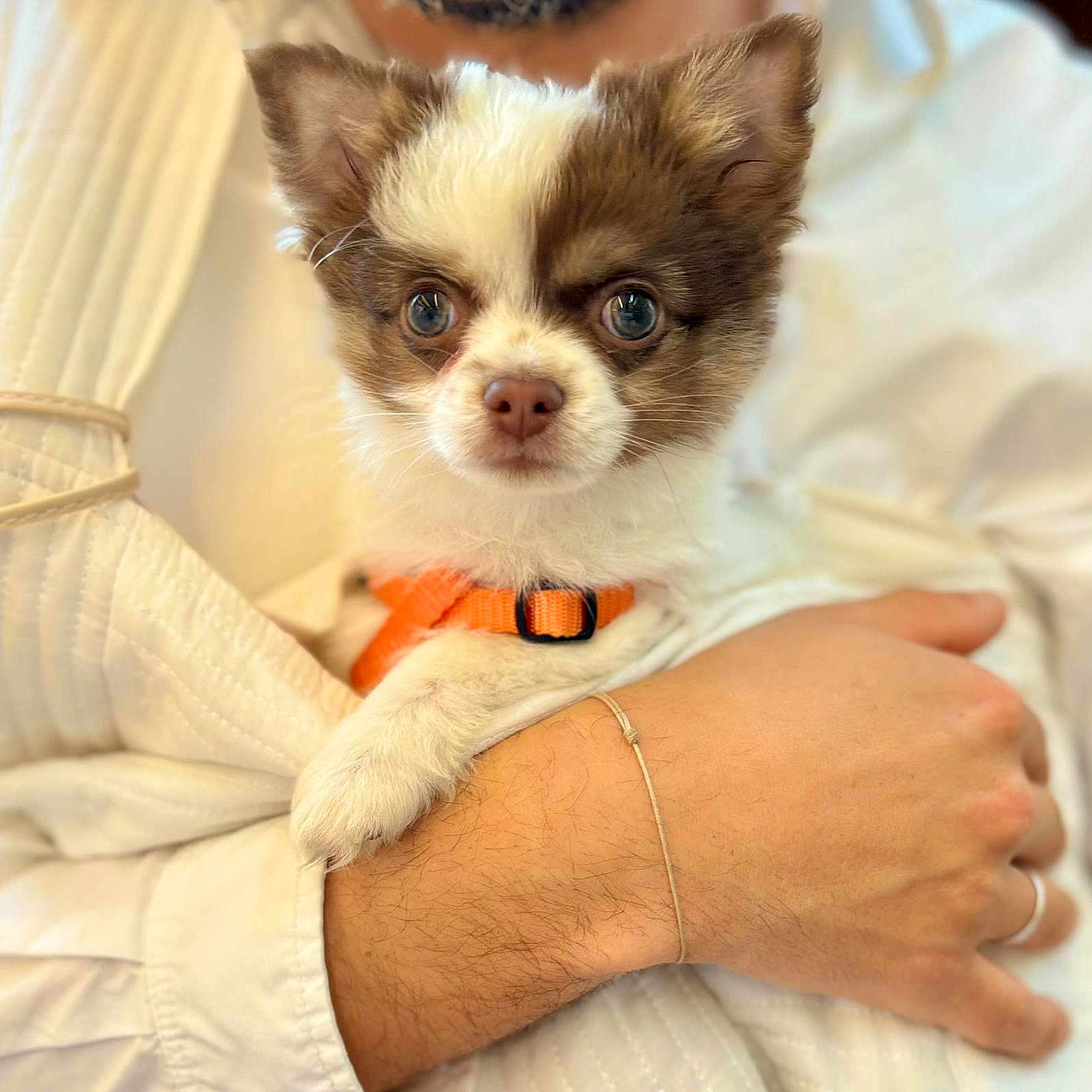 Azur Duval Larmet participe au concours pour gagner de l'argent avec cette photo : animal, arm, brown_fur, close_up, cute, dog, domestic_animal, fur, hand, holding, indoor, looking_at_camera, orange_harness, person, pet, puppy, small_dog, white_clothing, white_fur, young_dog