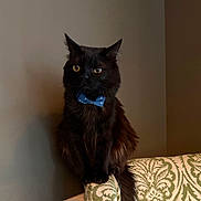 Peanut is registered to the contest to win money with this photo: black_cat, cat, bow_tie, polka_dot, furniture, couch, indoor, pet, animal, portrait, sitting, domestic_cat, whiskers, ears, fur, eyes, mammal, cute, companion, household