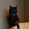 black_cat, cat, bow_tie, polka_dot, furniture, couch, indoor, pet, animal, portrait, sitting, domestic_cat, whiskers, ears, fur, eyes, mammal, cute, companion, household
